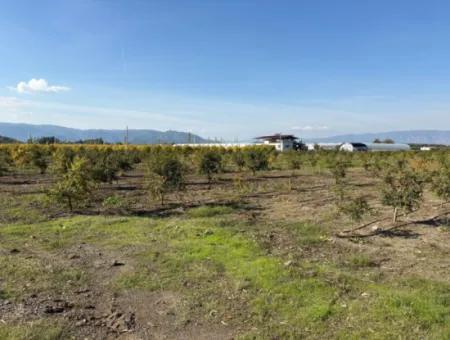 Eskiköy'de 21500M2 Satılık Nar Bahçesi