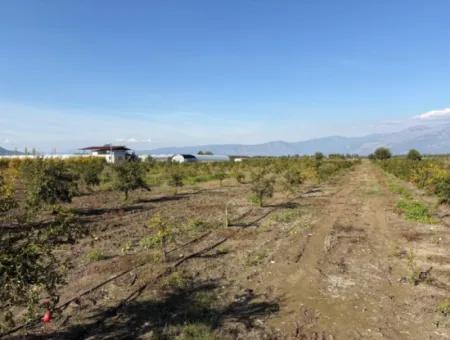 Eskiköy'de 21500M2 Satılık Nar Bahçesi
