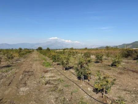 Eskiköy'de 21500M2 Satılık Nar Bahçesi