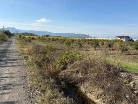 Eskiköy'de 21500M2 Satılık Nar Bahçesi