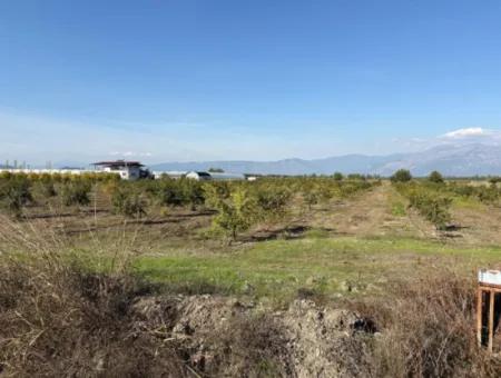 Eskiköy'de 21500M2 Satılık Nar Bahçesi