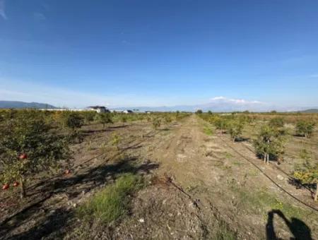 Eskiköy'de 21500M2 Satılık Nar Bahçesi