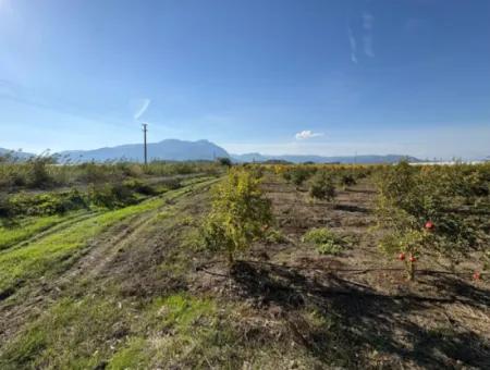Eskiköy'de 21500M2 Satılık Nar Bahçesi