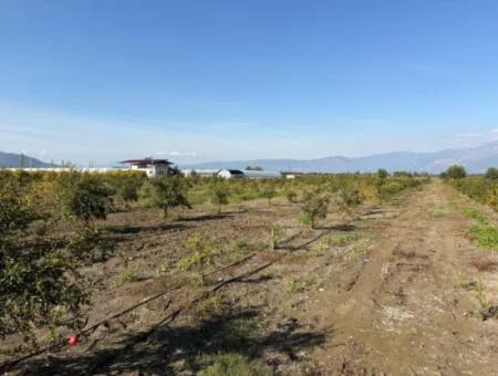 Eskiköy'de 21500M2 Satılık Nar Bahçesi