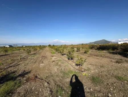 Eskiköy'de 21500M2 Satılık Nar Bahçesi