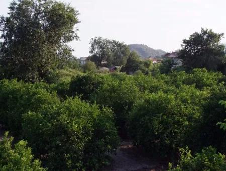 Dalyan Satılık Arsa Dalyan Merkeze Yakın 987M2 Satılık Arsa