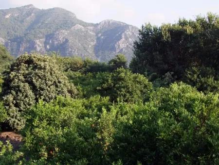 Dalyan Satılık Arsa Dalyan Merkeze Yakın 987M2 Satılık Arsa