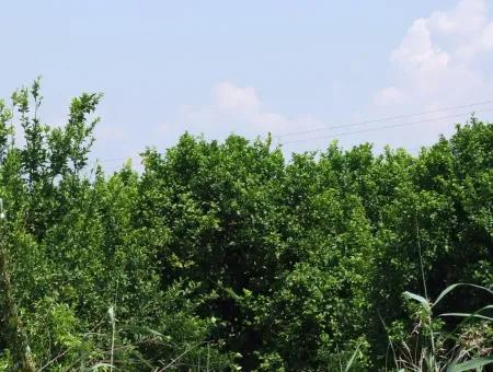 Ortaca Satılık Limon Bahçesi Ortaca Sarıgerme Yoluna Sıfır 83,670M2 Satılık Arsa Tarla Bahçe