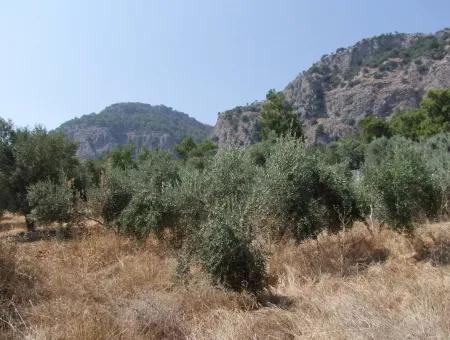 Göcekde Satılık Arsa Fethiye Göcekde 1000M2 Full Deniz Manzaralı Satılık Arsa