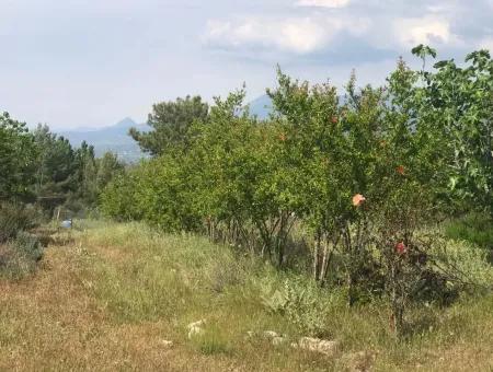 Seydikemer Korubükün Satılık 76000M2 Ciftlik Arazisi