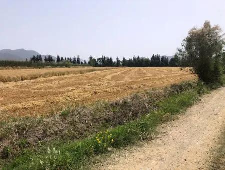 Eskiköy'de 39 Dönüm Çiftlik Arazisi Satılıktır