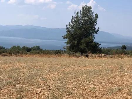 Köyceğiz Zeytinalanı'nda Göl Manzaralı 11.227M2 Satılık Arsa