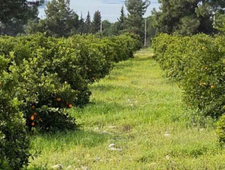 Zeytinalanı'nda Göl Manzaralı 13689M2 Satılık Arsa
