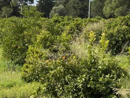 Zeytinalanı'nda Göl Manzaralı 13689M2 Satılık Arsa