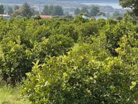 Zeytinalanı'nda Göl Manzaralı 13689M2 Satılık Arsa