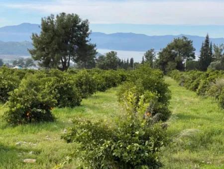 Zeytinalanı'nda Göl Manzaralı 13689M2 Satılık Arsa