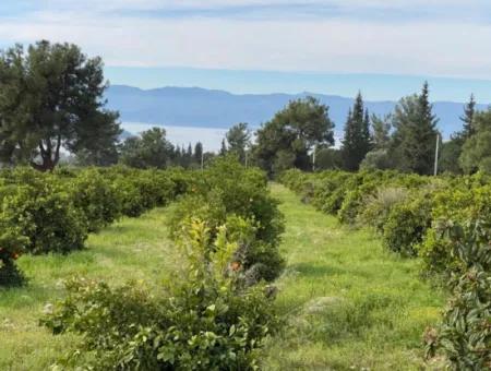 Zeytinalanı'nda Göl Manzaralı 13689M2 Satılık Arsa
