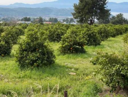 Zeytinalanı'nda Göl Manzaralı 13689M2 Satılık Arsa
