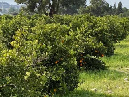 Zeytinalanı'nda Göl Manzaralı 13689M2 Satılık Arsa