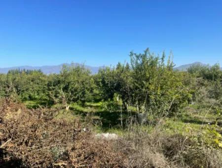 Dalyan'da Satılık 2223M2 Tarla