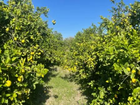 Karadonlar Satılık 10,000M2 Satılık Limon Bahçesi