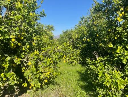 Karadonlar Satılık 10,000M2 Satılık Limon Bahçesi