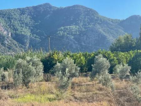 Dalyan Marmarlı'da Satılık 2B Limon Bahçesi