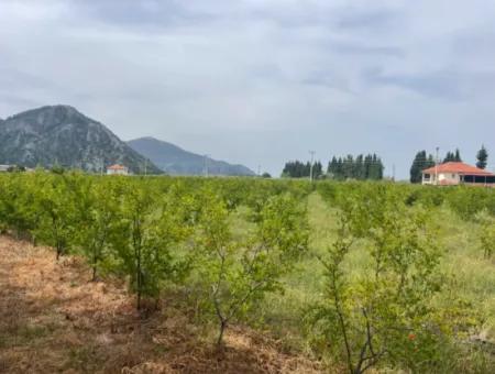 Dalyan'da 6500M2 Satılık Tarla